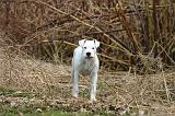 DOGUE ARGENTIN 528